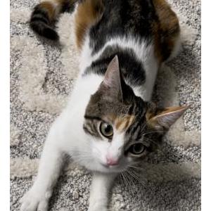 Lost Cat Lucy