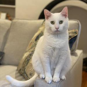Image of Patty, Lost Cat