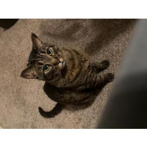 Lost Cat Nibbler