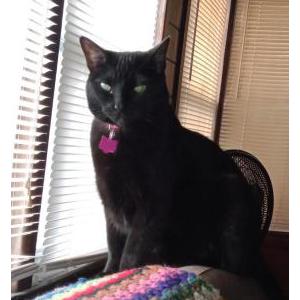 Lost Cat Zara