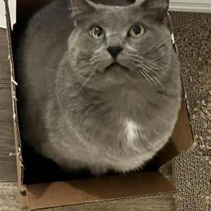 Lost Cat Fina