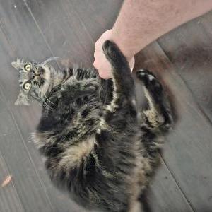 Lost Cat Wolfie