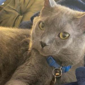 Lost Cat Smokey