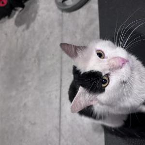 Found Cat Unknown