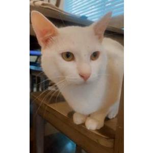 Lost Cat Olaf