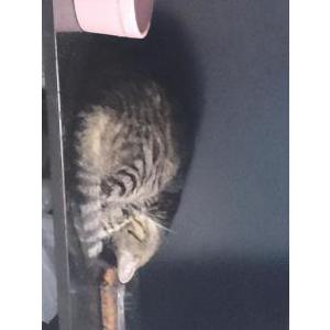 Lost Cat Simba