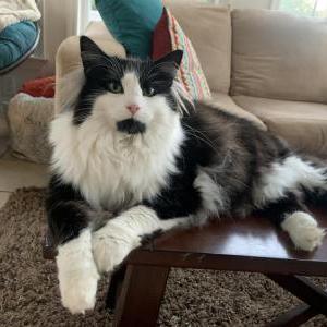 Lost Cat Arwin