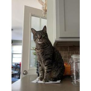 Lost Cat Milo