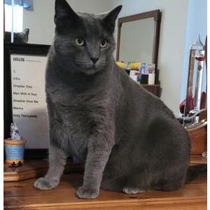 Lost Cat Pita