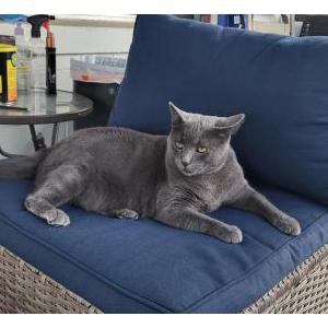 2nd Image of Pita, Lost Cat