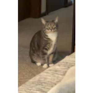 Lost Cat Cavier