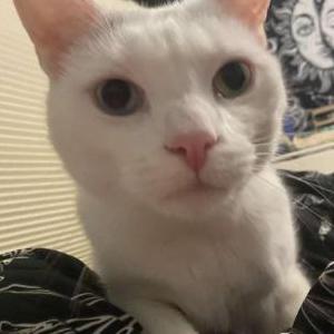 Lost Cat S'mores