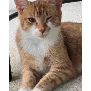 Found Cat Goldie