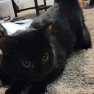 Found Cat Unknown