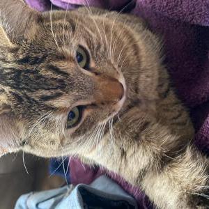Lost Cat Izzy