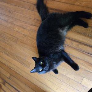 Found Cat Unknown