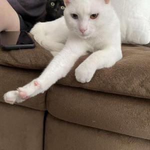 Lost Cat Falkor