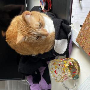 Lost Cat Kitty Meow Meow