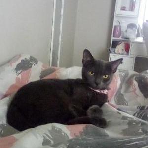 Lost Cat luna