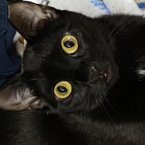Lost Cat Pinkie Tuscadero