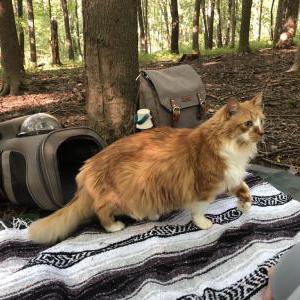 Lost Cat Nacho