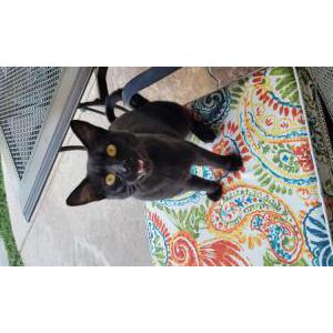Found Cat Unknown