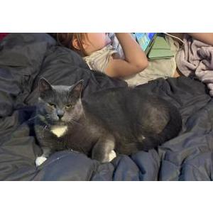 Lost Cat bolt
