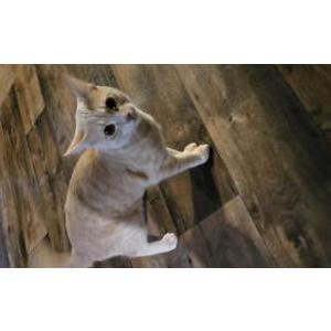 Lost Cat Kiko-keeko