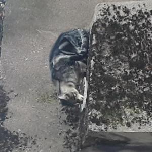 Found Cat Unknown