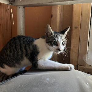 Found Cat Unknown