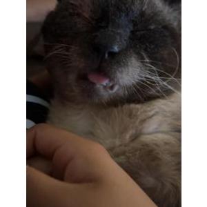 Lost Cat Cookie