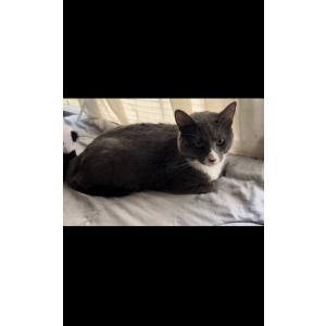 Lost Cat Goose