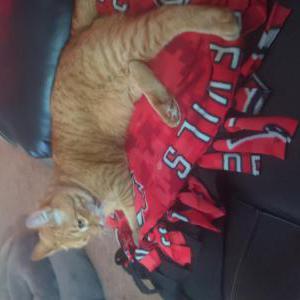 Lost Cat Benny