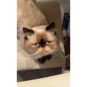 Lost Cat Blu