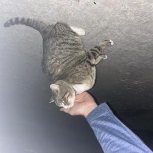 Found Cat Unknown