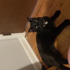 Found Cat Unknown