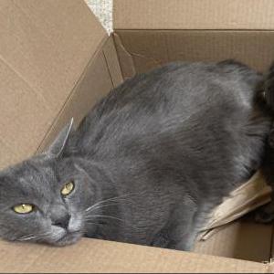 Lost Cat Taro