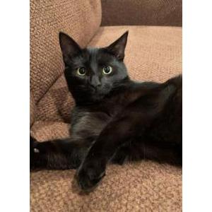 Lost Cat Taco