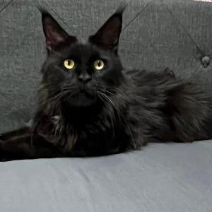 Lost Cat Vader