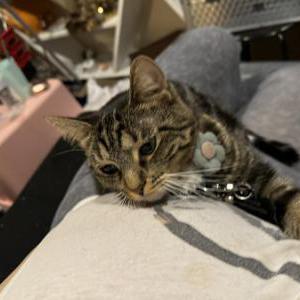 Lost Cat Stone