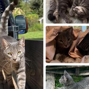 Lost Cat Willie Jack