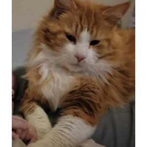 Lost Cat Oscar
