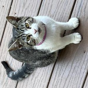 Found Cat Unknown