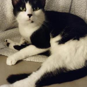 Lost Cat Betsy