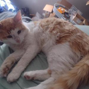 Lost Cat Sneaky