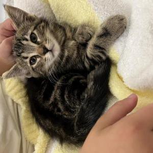 Lost Cat Potato