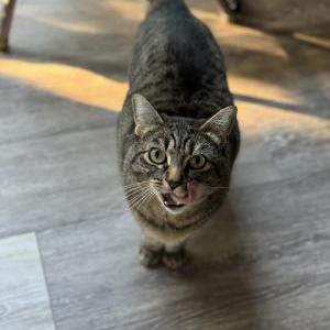 Lost Cat Kana
