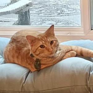 Lost Cat Stinky