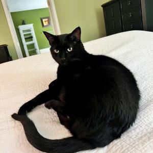 Lost Cat Cleo