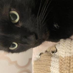 2nd Image of Cleo, Lost Cat